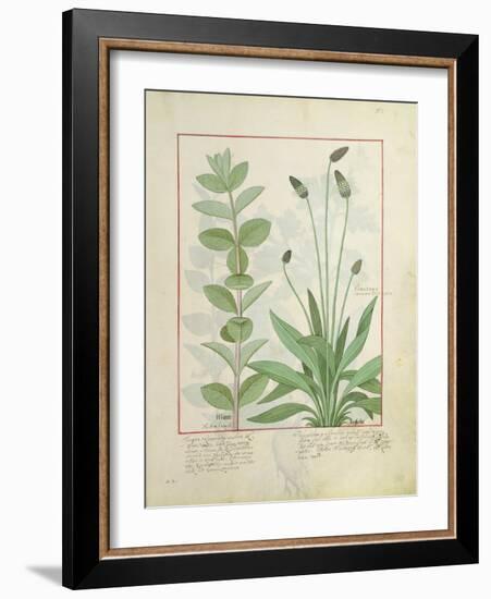 Mint and Plantain-Robinet Testard-Framed Giclee Print