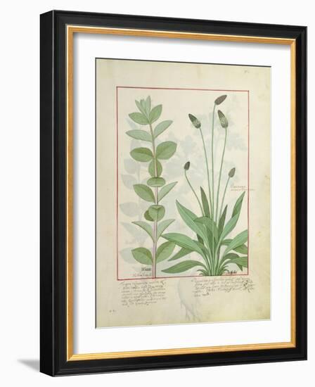 Mint and Plantain-Robinet Testard-Framed Giclee Print