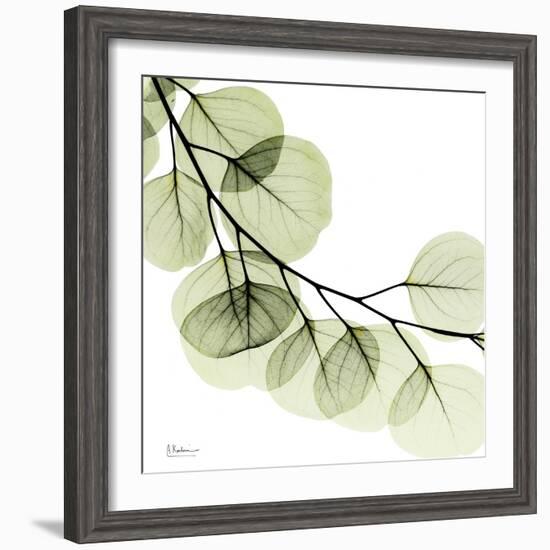 Mint Eucalyptus 2-Albert Koetsier-Framed Photographic Print