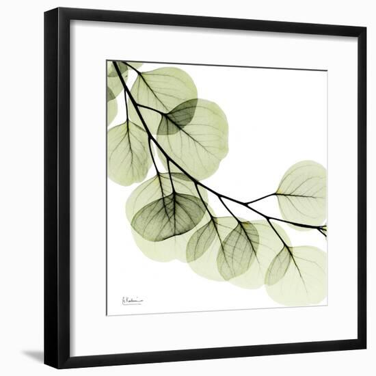 Mint Eucalyptus 2-Albert Koetsier-Framed Photographic Print