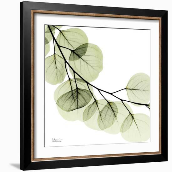 Mint Eucalyptus 2-Albert Koetsier-Framed Photographic Print