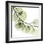 Mint Eucalyptus 2-Albert Koetsier-Framed Photographic Print