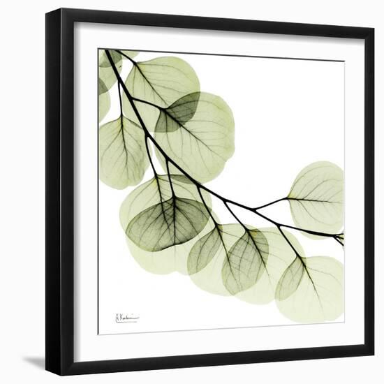 Mint Eucalyptus 2-Albert Koetsier-Framed Photographic Print