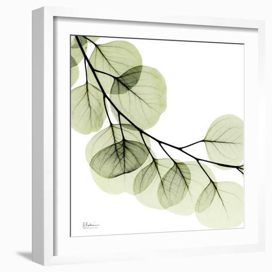 Mint Eucalyptus 2-Albert Koetsier-Framed Photographic Print