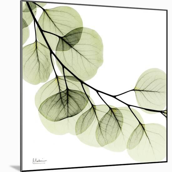 Mint Eucalyptus 2-Albert Koetsier-Mounted Photographic Print