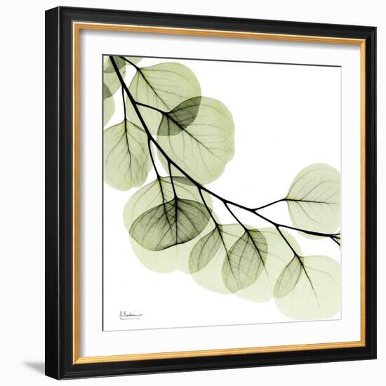 Mint Eucalyptus 2-Albert Koetsier-Framed Photographic Print