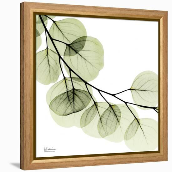 Mint Eucalyptus 2-Albert Koetsier-Framed Stretched Canvas