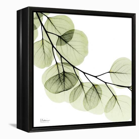 Mint Eucalyptus 2-Albert Koetsier-Framed Stretched Canvas