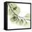 Mint Eucalyptus 2-Albert Koetsier-Framed Stretched Canvas