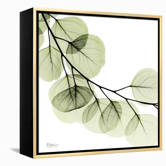 Mint Eucalyptus 2-Albert Koetsier-Framed Stretched Canvas