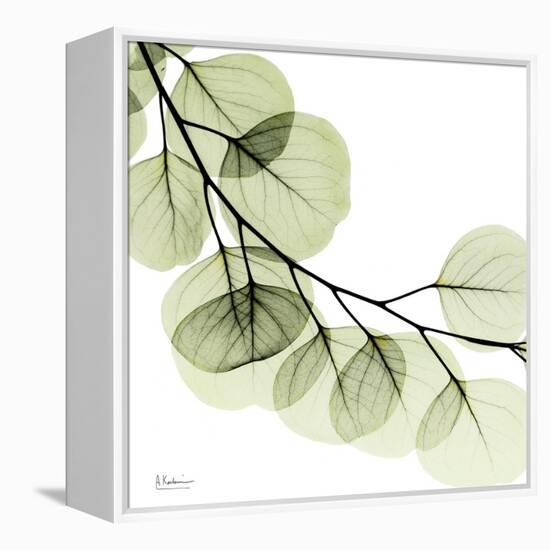 Mint Eucalyptus 2-Albert Koetsier-Framed Stretched Canvas