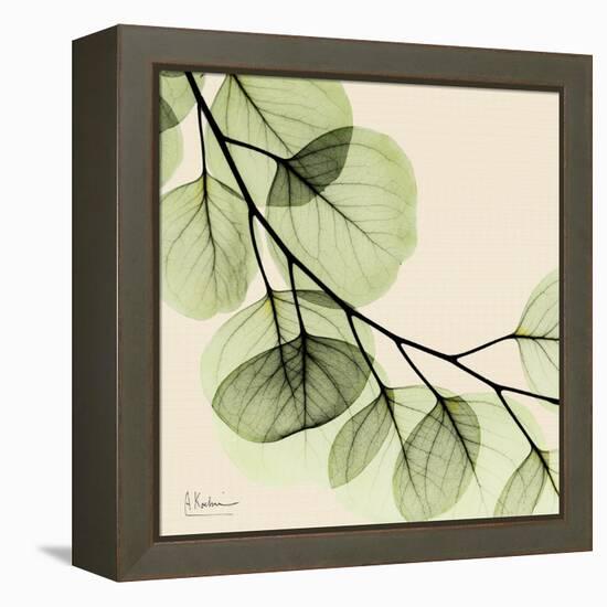 Mint Eucalyptus 2-Albert Koetsier-Framed Stretched Canvas