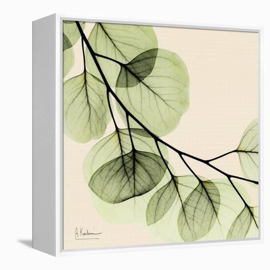 Mint Eucalyptus 2-Albert Koetsier-Framed Stretched Canvas