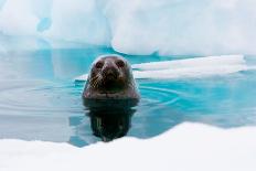 Weddell Seal Looking up out of the Water, Antarctica-Mint Images/ Art Wolfe-Framed Premier Image Canvas