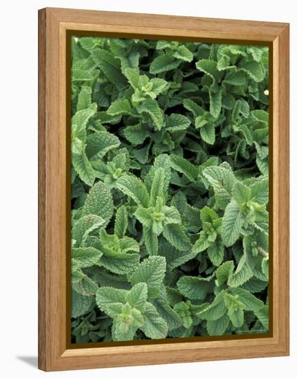 Mint Leaves for Brewing Traditional Tea, Morocco-Merrill Images-Framed Premier Image Canvas