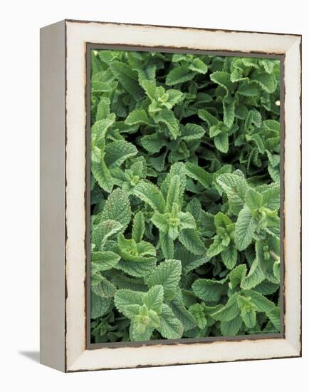 Mint Leaves for Brewing Traditional Tea, Morocco-Merrill Images-Framed Premier Image Canvas