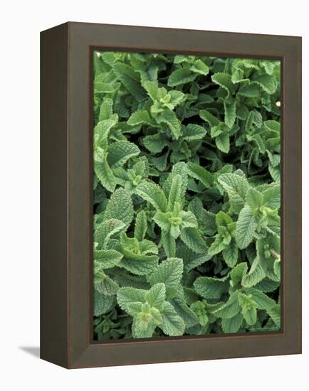 Mint Leaves for Brewing Traditional Tea, Morocco-Merrill Images-Framed Premier Image Canvas