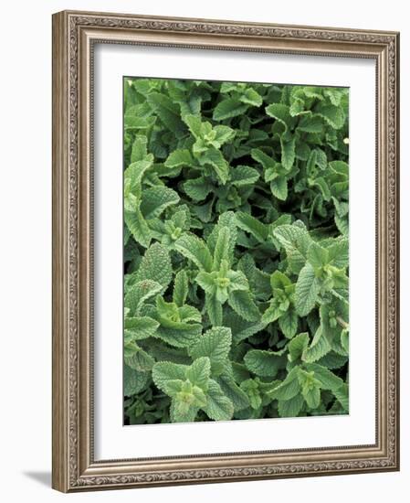 Mint Leaves for Brewing Traditional Tea, Morocco-Merrill Images-Framed Photographic Print