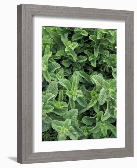 Mint Leaves for Brewing Traditional Tea, Morocco-Merrill Images-Framed Photographic Print