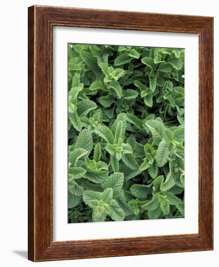 Mint Leaves for Brewing Traditional Tea, Morocco-Merrill Images-Framed Photographic Print