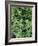 Mint Leaves for Brewing Traditional Tea, Morocco-Merrill Images-Framed Photographic Print