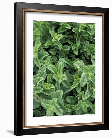 Mint Leaves for Brewing Traditional Tea, Morocco-Merrill Images-Framed Photographic Print