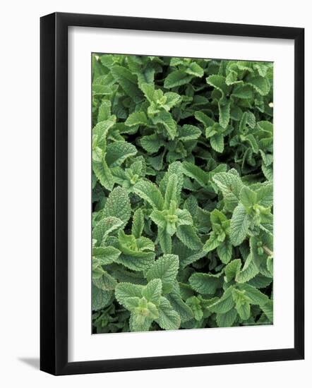 Mint Leaves for Brewing Traditional Tea, Morocco-Merrill Images-Framed Photographic Print