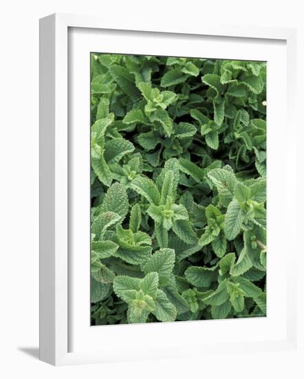 Mint Leaves for Brewing Traditional Tea, Morocco-Merrill Images-Framed Photographic Print