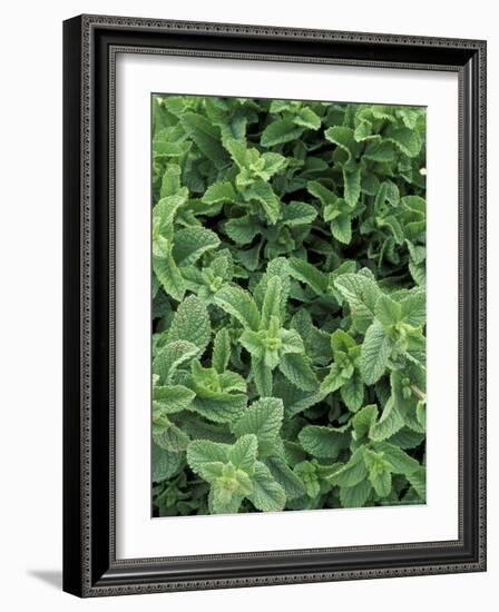 Mint Leaves for Brewing Traditional Tea, Morocco-Merrill Images-Framed Photographic Print