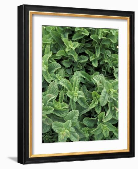 Mint Leaves for Brewing Traditional Tea, Morocco-Merrill Images-Framed Photographic Print