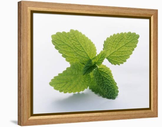 Mint Leaves-null-Framed Premier Image Canvas