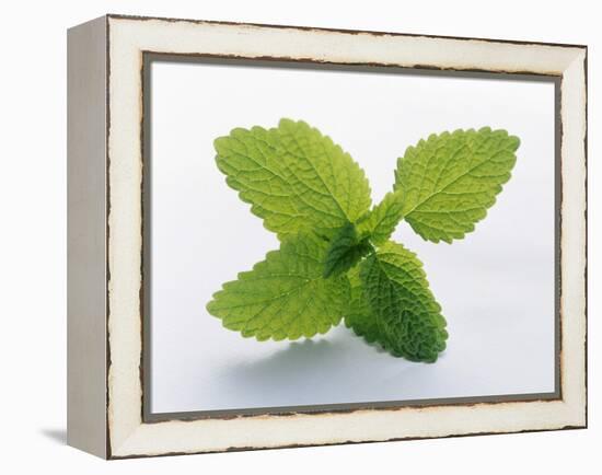 Mint Leaves-null-Framed Premier Image Canvas