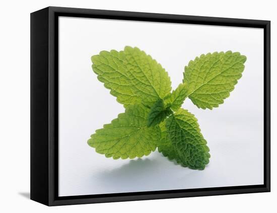 Mint Leaves-null-Framed Premier Image Canvas