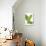 Mint Leaves-Jon Stokes-Photographic Print displayed on a wall