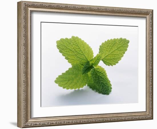 Mint Leaves-null-Framed Photographic Print