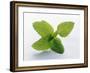 Mint Leaves-null-Framed Photographic Print