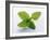 Mint Leaves-null-Framed Photographic Print