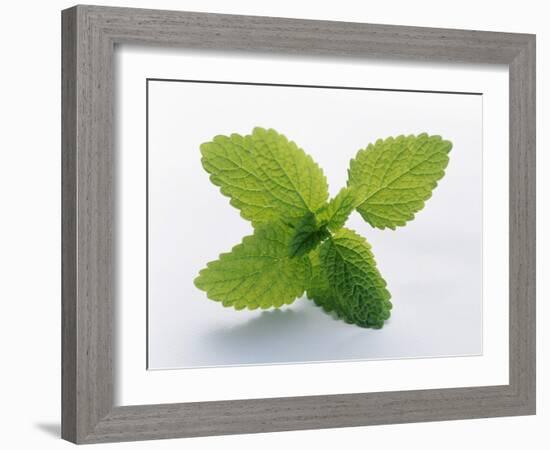 Mint Leaves-null-Framed Photographic Print