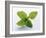 Mint Leaves-null-Framed Photographic Print