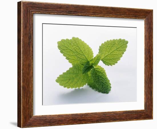 Mint Leaves-null-Framed Photographic Print