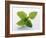 Mint Leaves-null-Framed Photographic Print