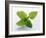 Mint Leaves-null-Framed Photographic Print