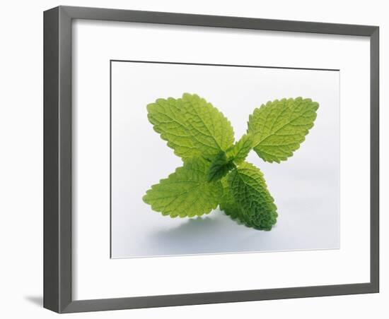 Mint Leaves-null-Framed Photographic Print