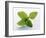 Mint Leaves-null-Framed Photographic Print