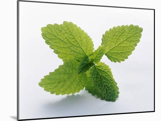 Mint Leaves-null-Mounted Photographic Print