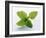 Mint Leaves-null-Framed Photographic Print