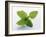 Mint Leaves-null-Framed Photographic Print