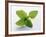 Mint Leaves-null-Framed Photographic Print