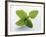 Mint Leaves-null-Framed Photographic Print