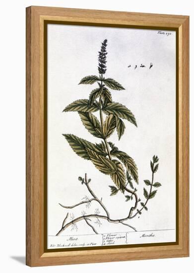 Mint Plant, 1735-Elizabeth Blackwell-Framed Premier Image Canvas